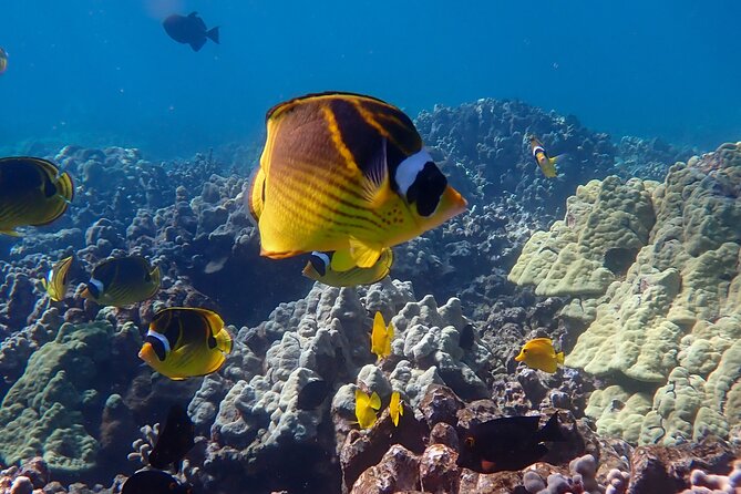 Turtle Town Beach Snorkel - Insights from Guest Feedback