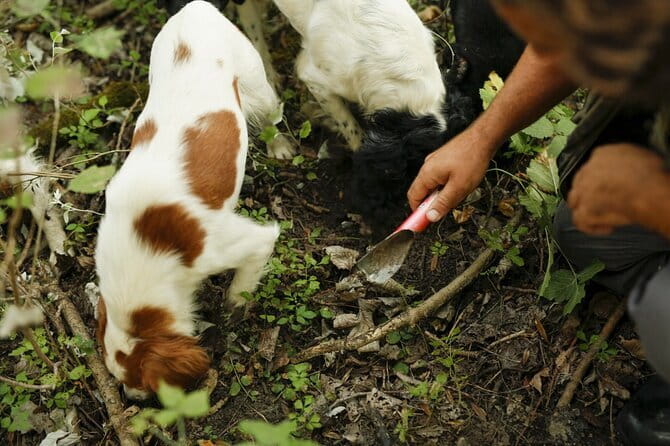 Tuscany Truffle Hunt: a 5-hour Gourmet Culinary Adventure - Who Will Love This Experience?
