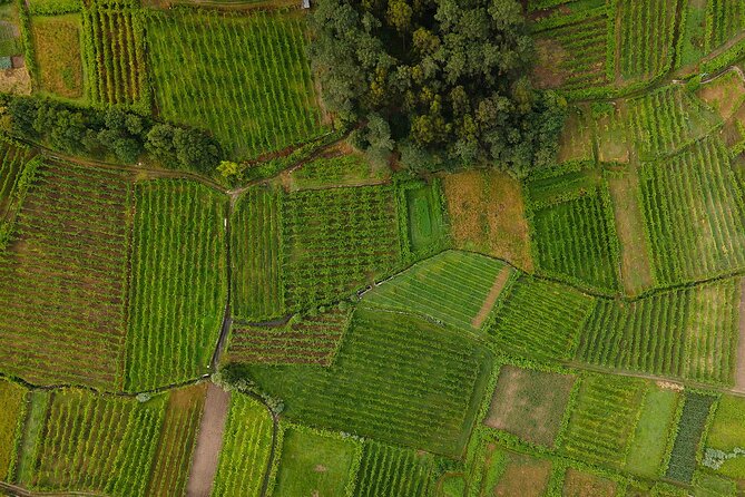 Vinho Verde Experience with 2 Wineries and Lunch - FAQs