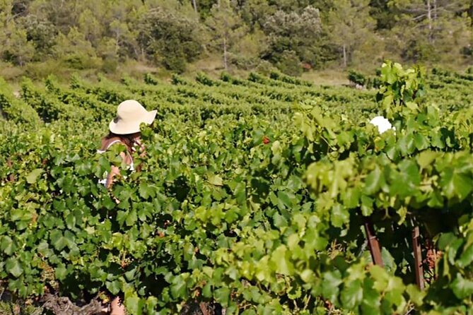 Visit to the Faugères Vineyards with Picnic from Béziers - Who Is This Tour Best Suited For?