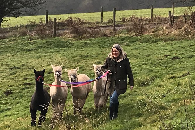 Walking with Alpacas - Practical Tips for Your Visit