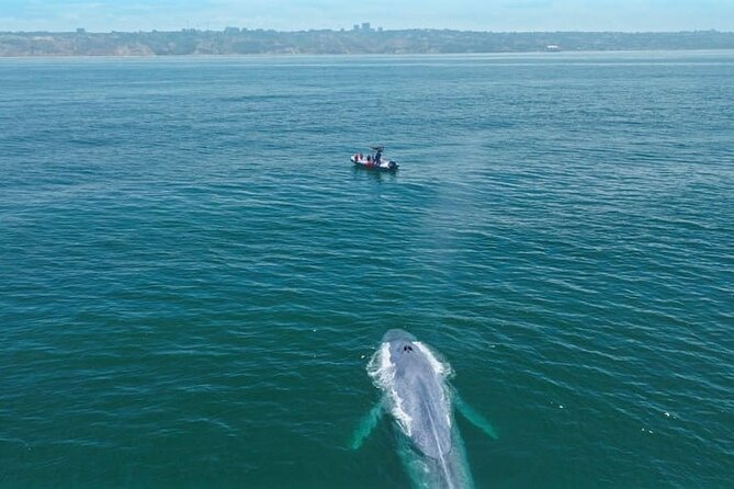 Whale and Dolphin Watching in San Diego Speedboat Tour - Pricing and Value