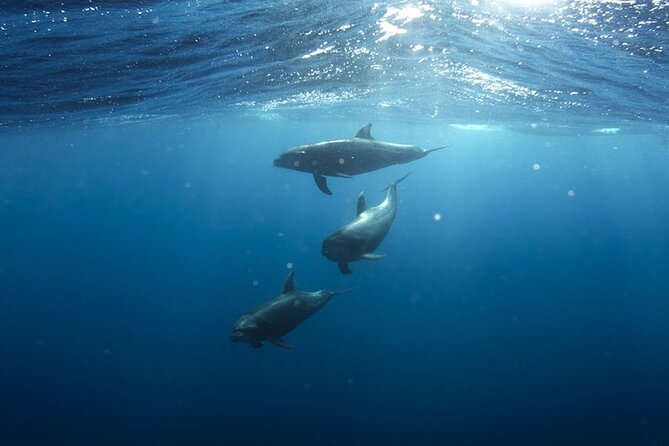 Whale & Dolphin Watching in Tenerife (Puerto Colon) On a Large Catamaran - Who Is This Tour Best For?