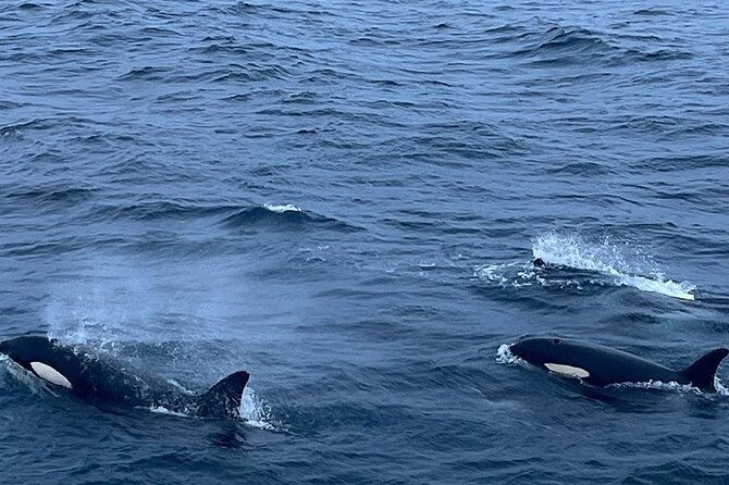 Whale Safari in Tromso - FAQ