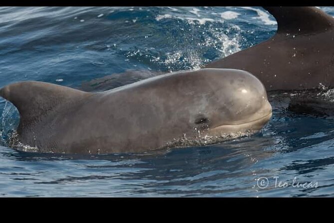 Whale watching and snorkelling in the whale sanctuary - Scenic Coastline and Cultural Highlights