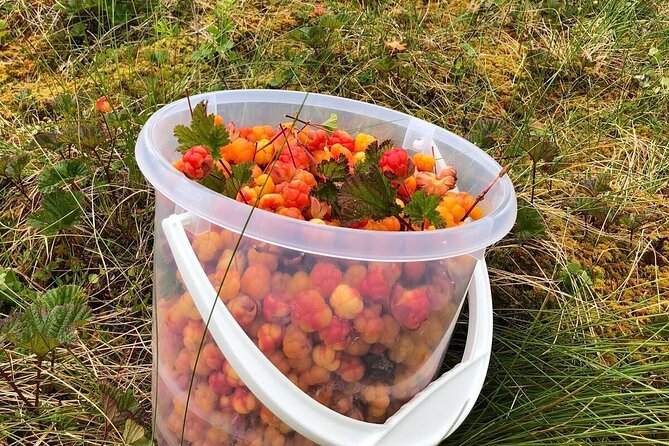 Wild Forest Berries and Mushrooms Picking Tour - The Sum Up: Is This Tour Worth It?