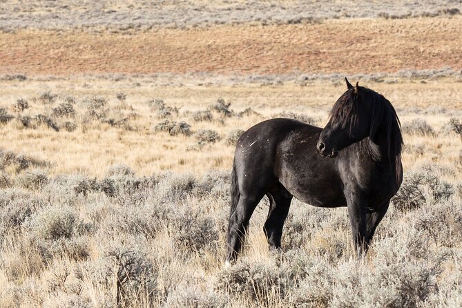 Wild Mustang Half Day Tour - Cody Wyoming - Private - What to Expect on the Tour