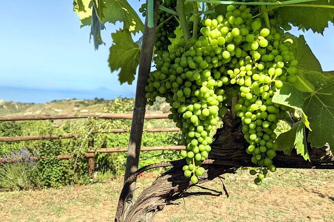 Wine and food tasting - FAQ