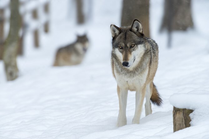 Wolf and Wildlife Tracking in Sweden - Pricing and Value