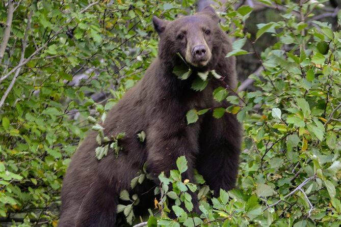 Yellowstone National Park 2 Day Tour Upper and Lower Loop - Final Thoughts: Is This Tour Right for You?