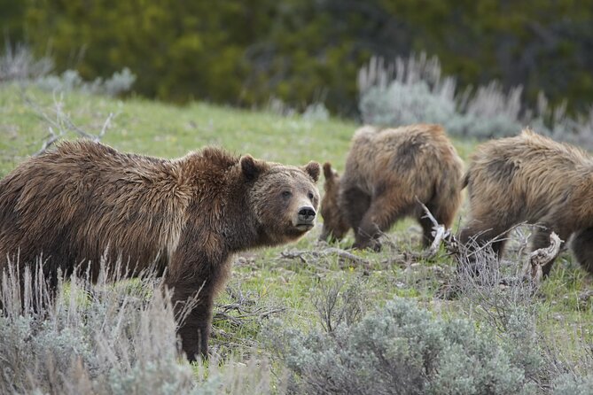 Yellowstone National Park Private Guided Tour - Full Day - Final Thoughts