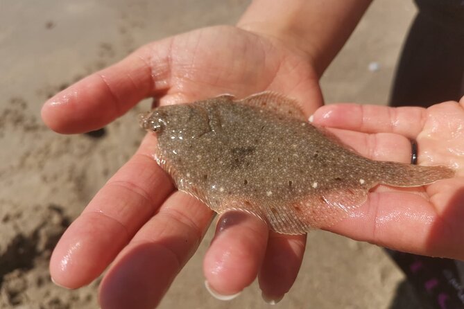 Zeeland Beach safari with Fishnet NL/DE - Frequently Asked Questions (FAQs)