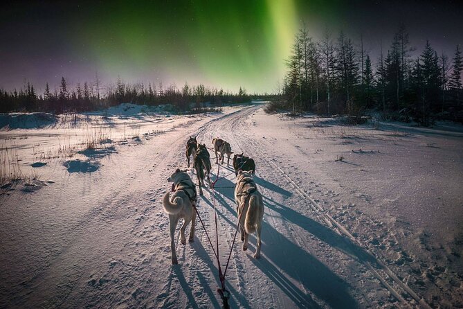 4hr Dog Sledding Tour under the Northern Lights - Experiencing the 4hr Dog Sledding Tour Under the Northern Lights