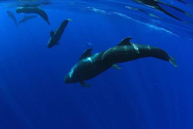5 hrs. Watching and listening whales and dolphins visiting Los Gigantes - Good To Know
