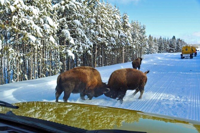 6 Day Winter Wonderland Tour in Yellowstone National Park - Final Thoughts