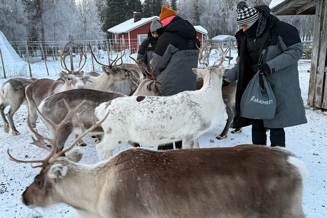 Authentic Reindeer Experience and Ice Fish with Lunch in the Wild - What Makes This Tour Stand Out?