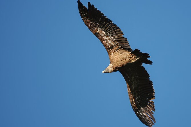Birdwatching in Ronda and Grazalema - The Bottom Line: Is It Worth It?