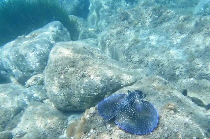 Cala Gonone Snorkeling in the Orosei Gulf - Final Thoughts