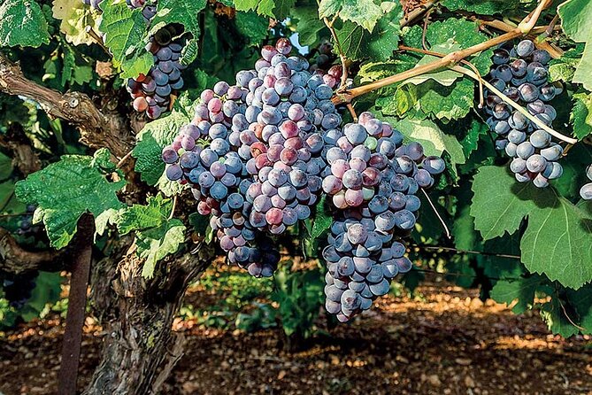Crete Wine & Olive Oil Tour - Who Should Consider This Tour?