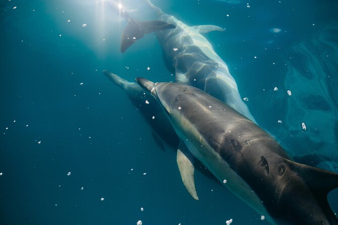 Dolphin Adventure in Sotogrande with Drink Included - Frequently Asked Questions