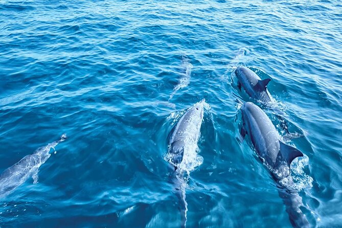 Dolphin Watching in Majorca - Who Should Book This Tour?