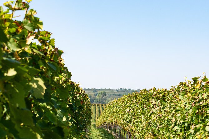 Dubrovnik Private Walking Tour and Wine - Who Will Love This Tour?