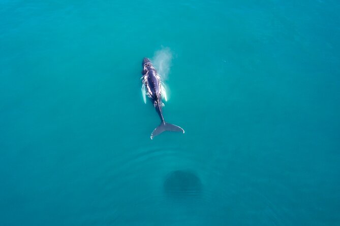 Húsavík Whale Watching Tour, family owned and operated - What’s Included and What’s Not