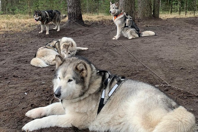 Husky dog sled/bike kart ride in Latvia ~ 3h group tour from Riga - Weather and Cancellation  