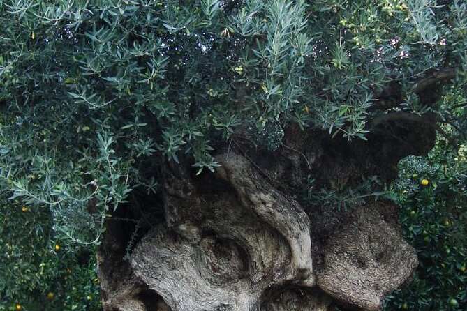 Individual travel accompaniment East Crete - Authenticity and Reviewer Insights