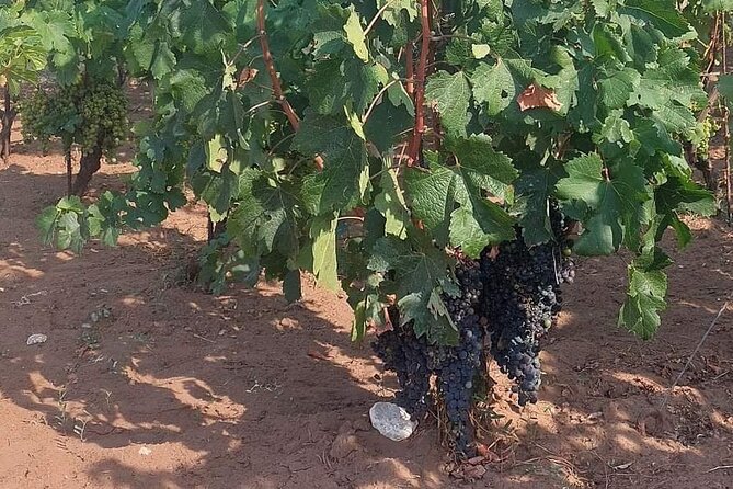 Korula for Wine Lovers - Poip and Grk Wines Private Tour - FAQs