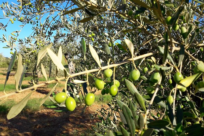 Orosei - 4x4 Tour & wine tasting - FAQs