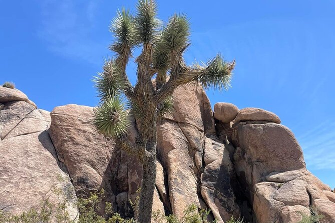 Private Day Tour to Joshua Tree National Park from San Diego - Final Words