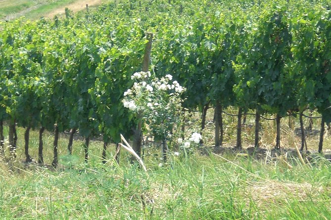 Private day tour to Pompei ,winery, Sorrento from Napoli/Salerno/Amalfi/Positano - What Reviewers Say