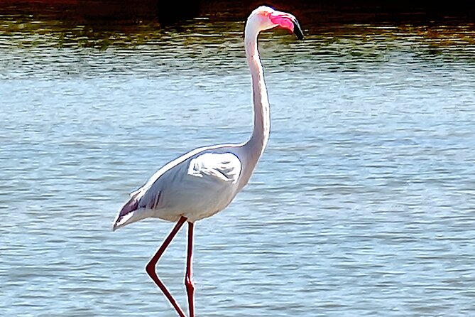 Private Guided kayak Tour/Birdwatching/Nature Tour. - Frequently Asked Questions (FAQs)