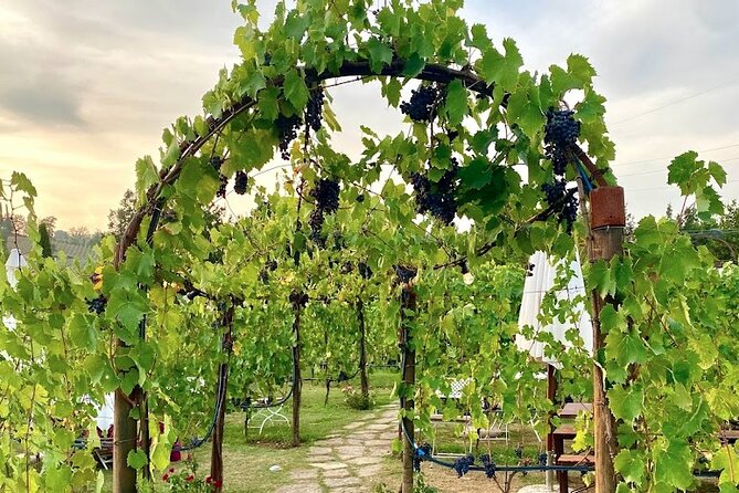 Private Tour Of Chianti with Wine Tastings - Who Will Love This Tour?