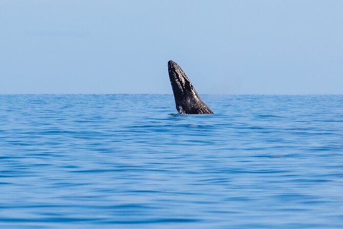 Private Whale Watching Tour of Oahu - Authentic Experiences and Reviews