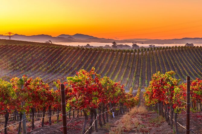 San Francisco Airport Private Transfer to Napa Valley - Is This Transfer Right for You?