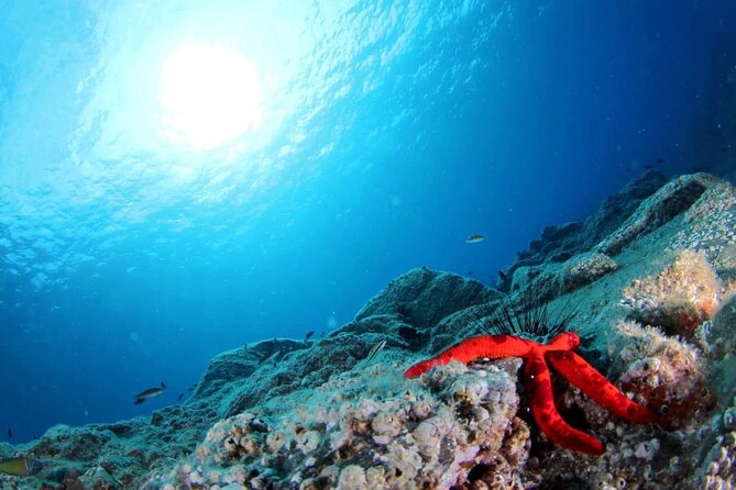 Scuba Diving Experience for Beginners in Ponta de São Lourenço - FAQs
