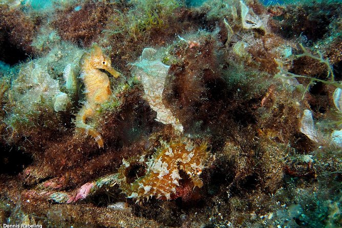 Single Dive for qualified divers from shore, region Puerto del Carmen. - FAQ