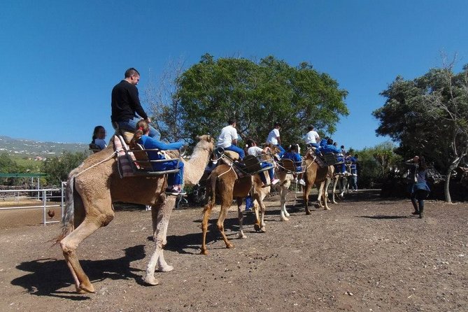 Skip the Line: Camel Park Tenerife Ticket - Final Thoughts: Is It Worth It?
