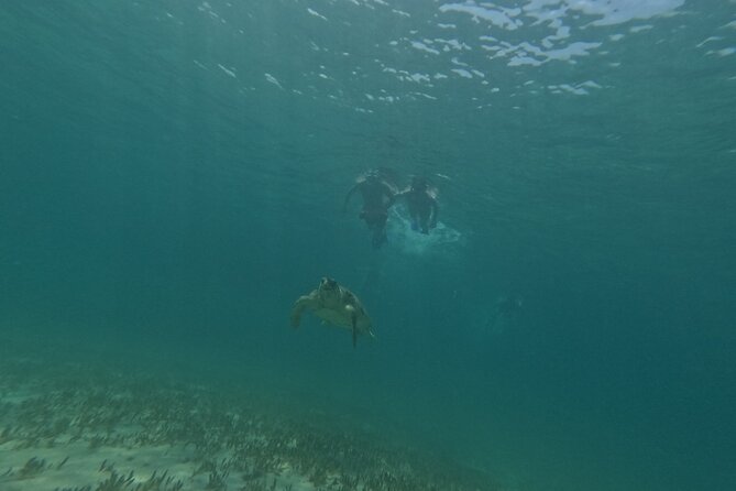 snorkeling ,Turtle Watching in Cyprus - FAQs