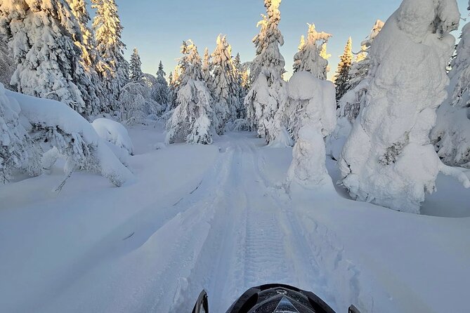 Snowmobile Tour with Small Group in Remote Wilderness 3 Hours - Authentic Experiences Reported by Travelers
