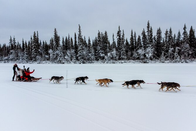 Sunrise Zen Husky Tour (10:00 to 13:00 - sitting on the sled) - Frequently Asked Questions