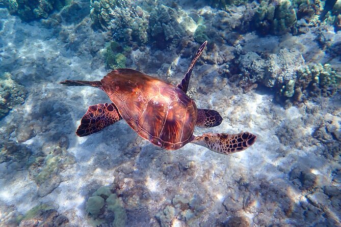 Turtle Town Beach Snorkel - Practical Considerations