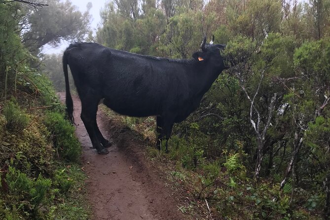 Twenty-Five Fountains Levada walks (private) - Summary: Is It Worth It?