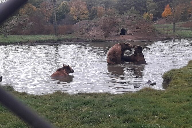 Visiting a Bear and Wolf Sanctuary - Final Thoughts