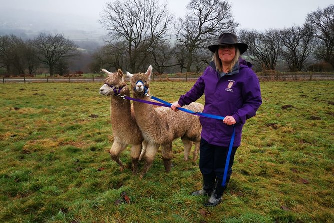 Walking with Alpacas - Who Will Enjoy This Experience?