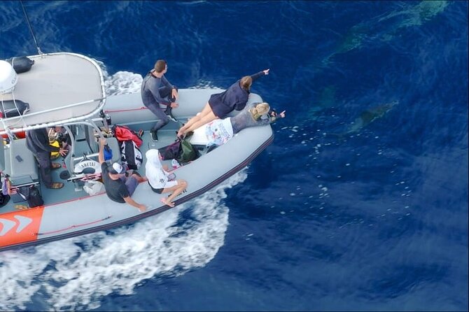 Whale and Dolphin Watching in San Diego Speedboat Tour - Additional Practical Information