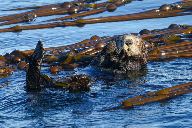 Whale Watching + Deception Pass Tour from Seattle - FAQs