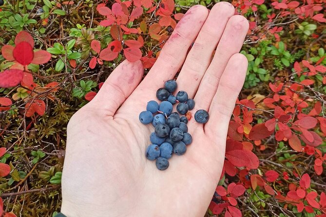 Wild Forest Berries and Mushrooms Picking Tour - Frequently Asked Questions